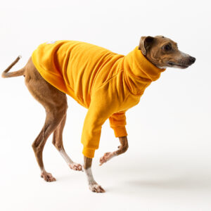 Italian Greyhound Clothing - Royal Hound