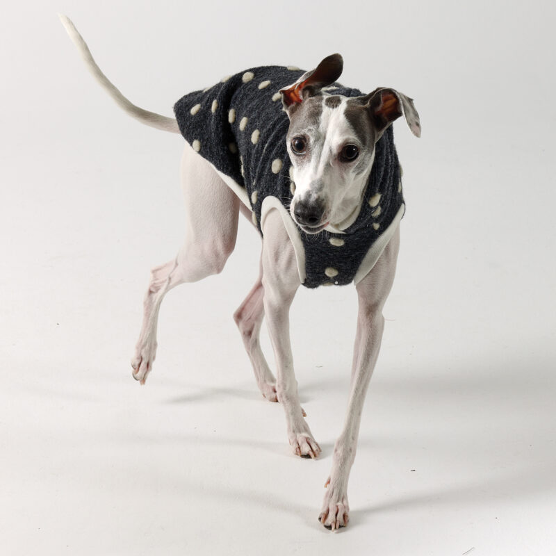 Italian Greyhound Clothing Aspen Hoodie