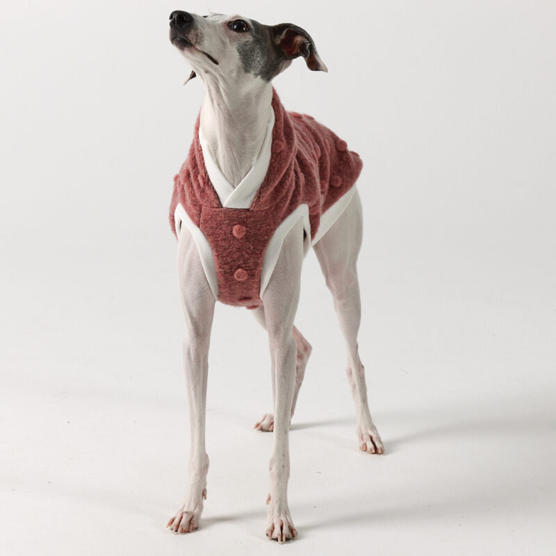 Whippet Clothing & Italian Greyhound Clothing