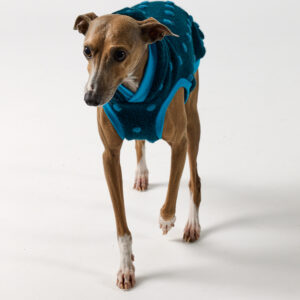 Italian Greyhound Hoodie | Aspen | Royal Hound