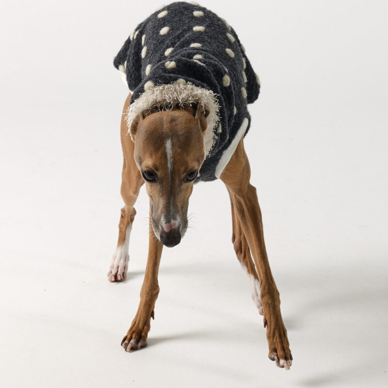 Whippet Clothing & Italian Greyhound Clothing