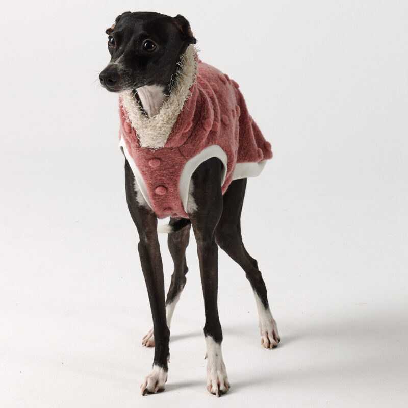 Whippet Clothing & Italian Greyhound Clothing