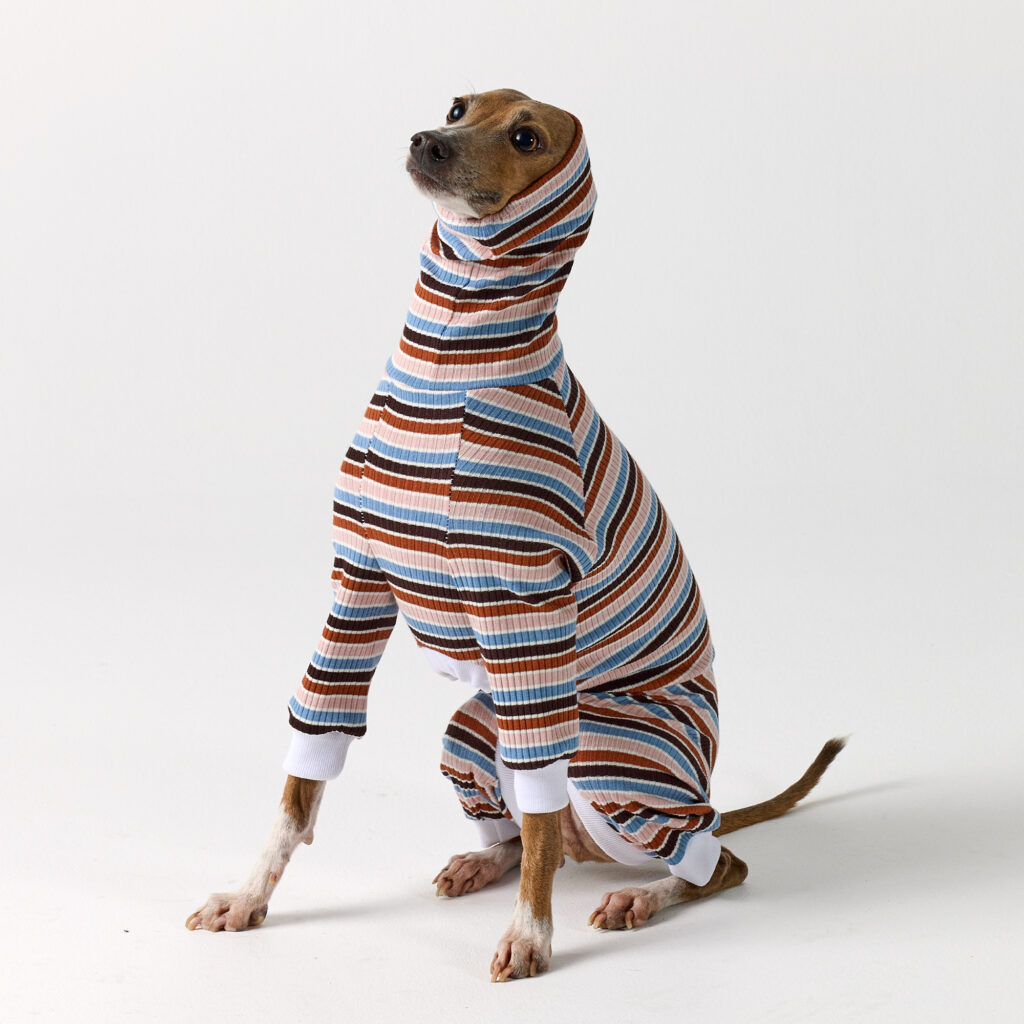 Brighton Stripe Full Suit Italian Greyhounds Clothes