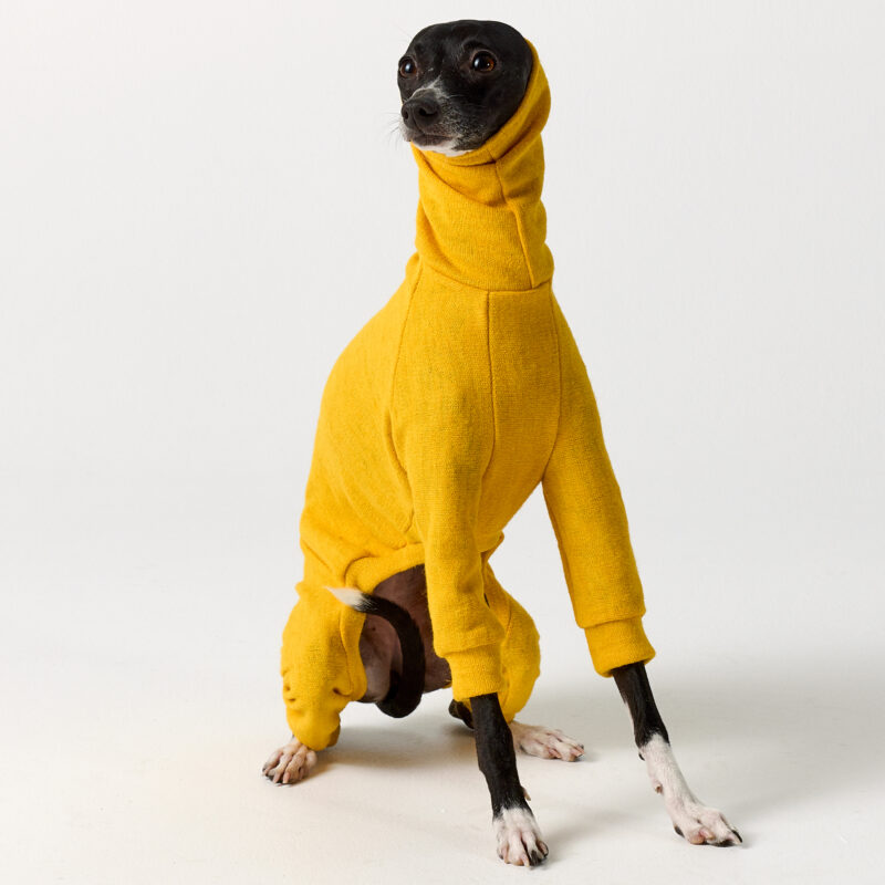 Whippet Clothing & Italian Greyhound Clothing