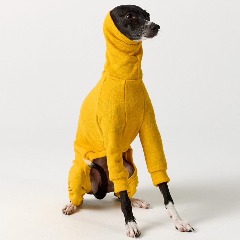 Whippet Clothing & Italian Greyhound Clothing