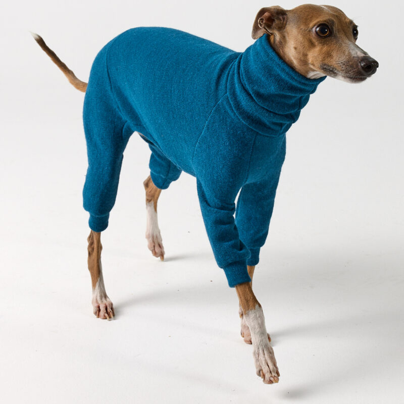 Italian Greyhound Clothing Teal