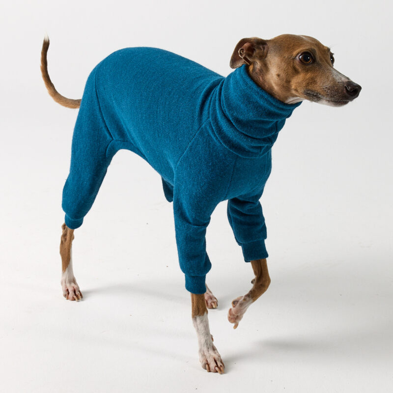 Italian Greyhound Clothing Teal