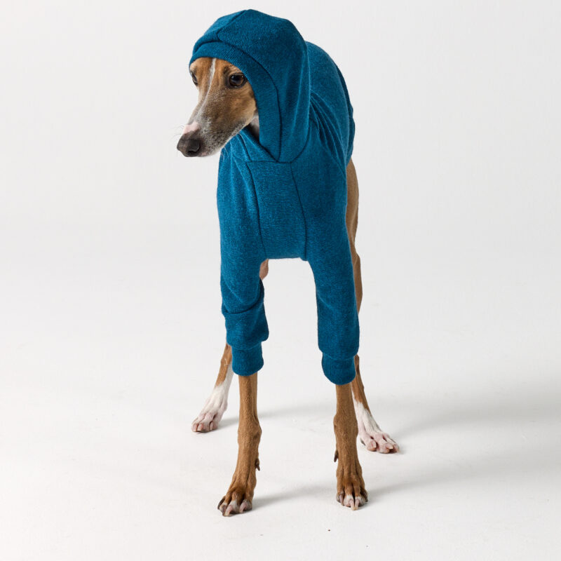 Italian Greyhound Clothing Teal