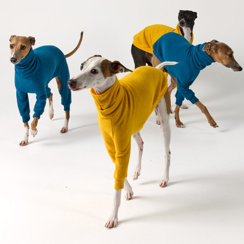 Italian Greyhound Clothing | Whippet Clothing