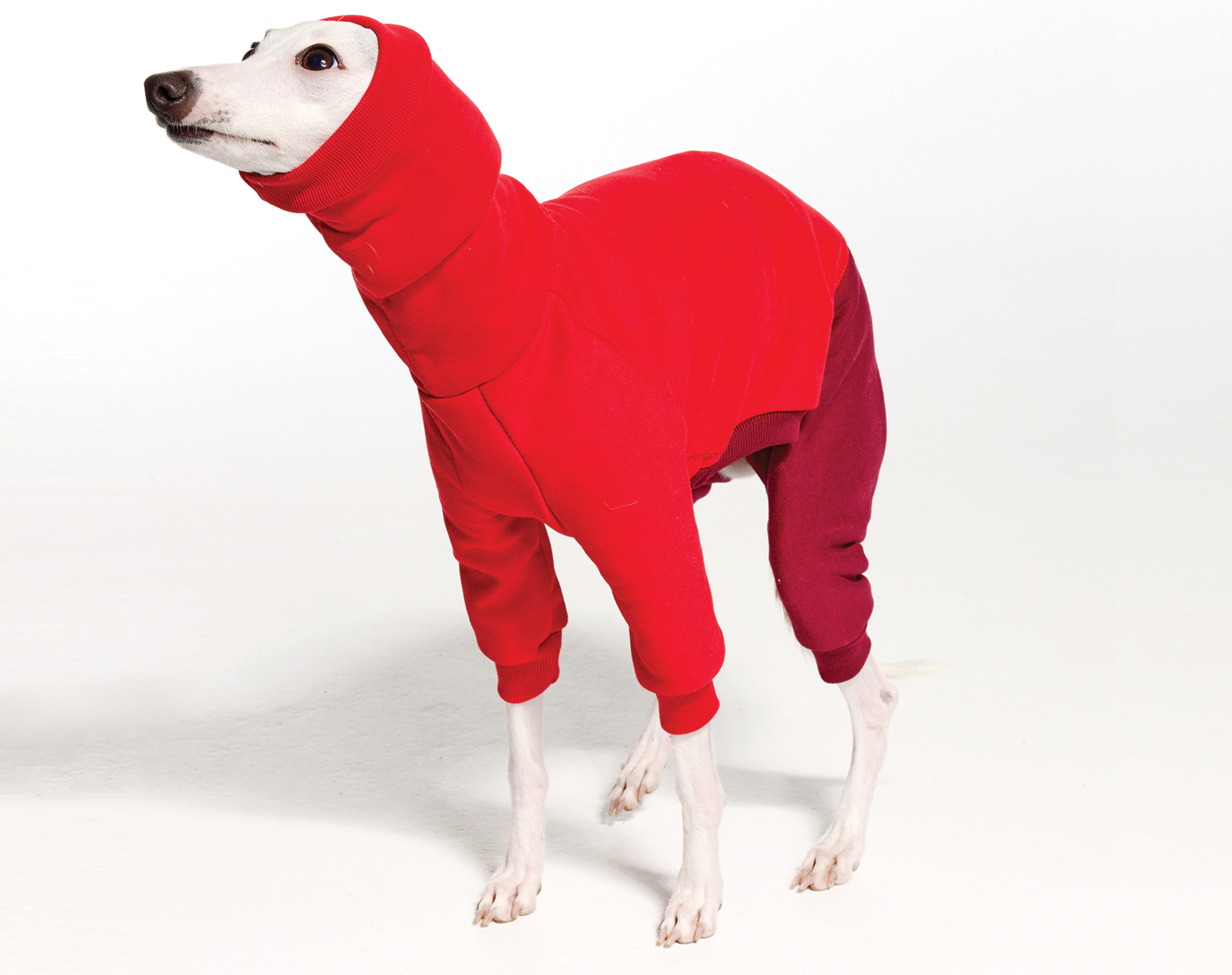 Italian Greyhound Clothing & Iggy Clothing at Royal Hound Clothing