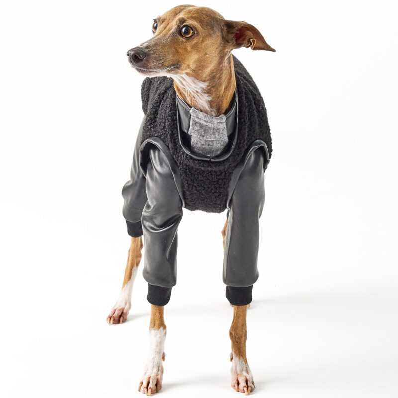 Italian Greyhound Clothing Full Suit for Balmain