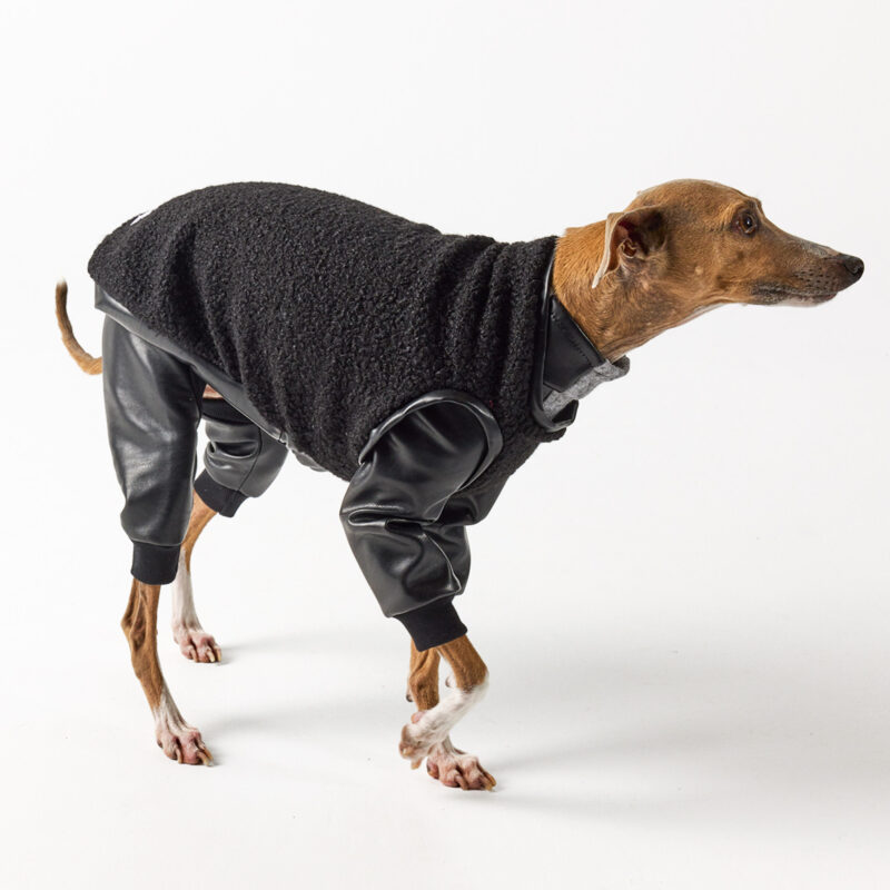 Italian Greyhound Clothing Full Suit for Balmain