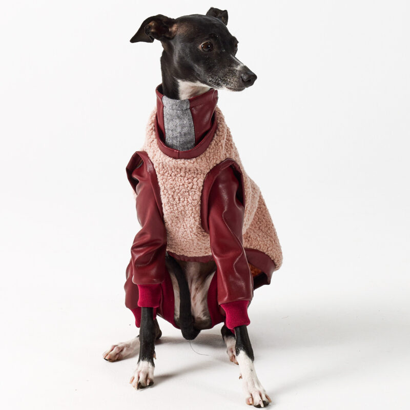 Italian Greyhound Clothing Full Suit for Balmain Pomegranate