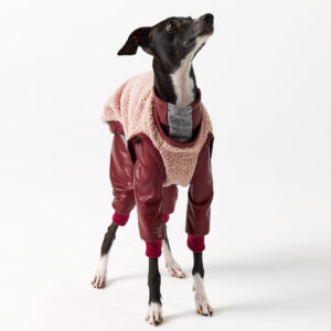 Italian Greyhound Clothing Full Suit for Balmain Pomegranate