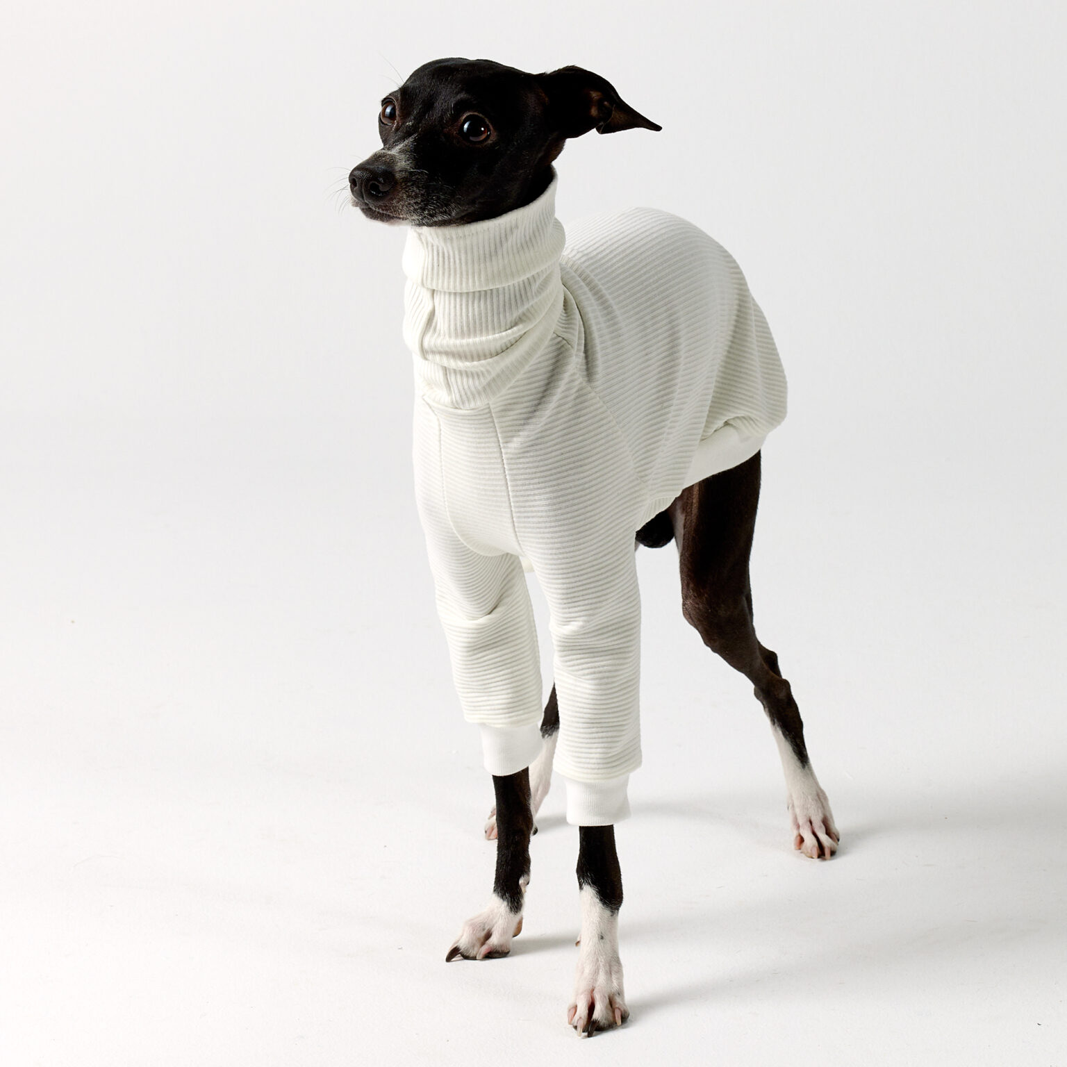 Summit White Italian Greyhounds Clothes