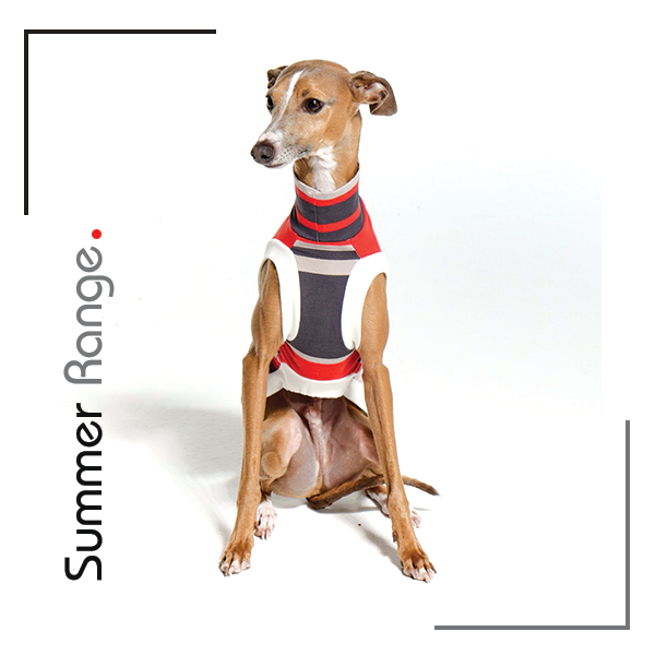 Summer clothes for Italian Greyhounds