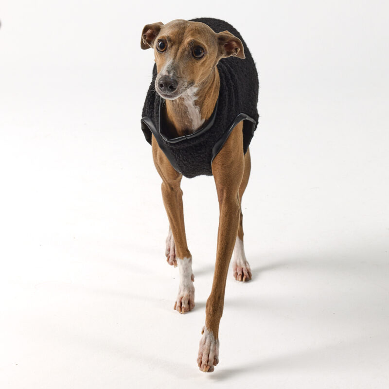 Italian Greyhound Clothing - Teddy vest Black