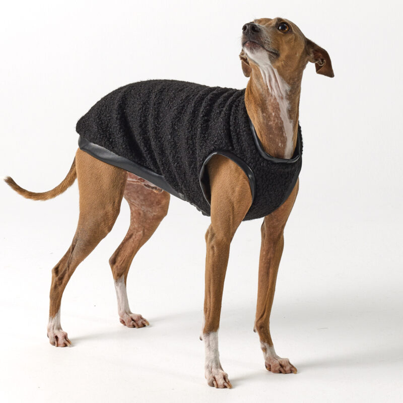 Italian Greyhound Clothing - Teddy vest Black