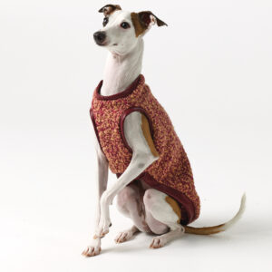 Italian Greyhound Clothing - Teddy vest Crimson