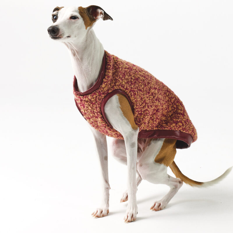 Italian Greyhound Clothing - Teddy vest Crimson