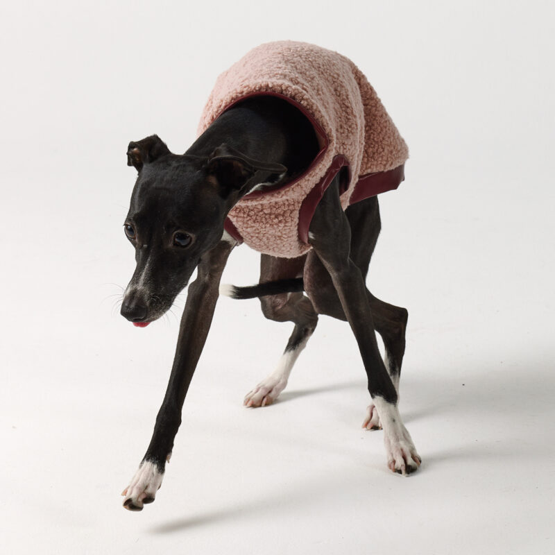 Italian Greyhound Clothing - Teddy vest Pink