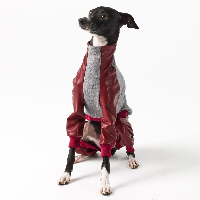 Italian Greyhound and Whippet Clothing - Faux Leather Full Suit