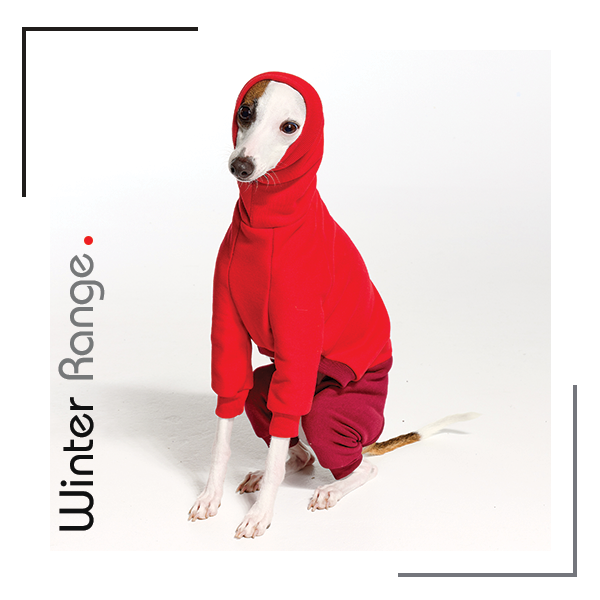 Winter clothes for Italian Greyhounds