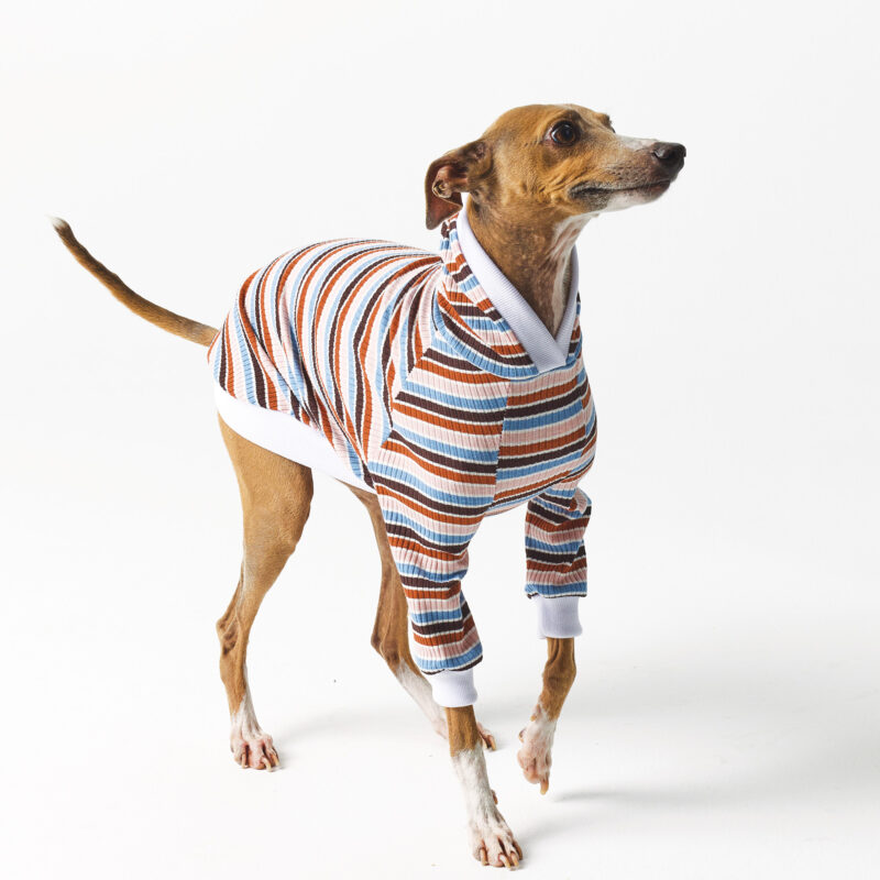 Hoodie for Italian Greyhound. Clothes for Whippet and Italian Greyhound.