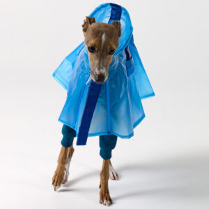 Blue Raincoat for Italian greyhound and Whippet