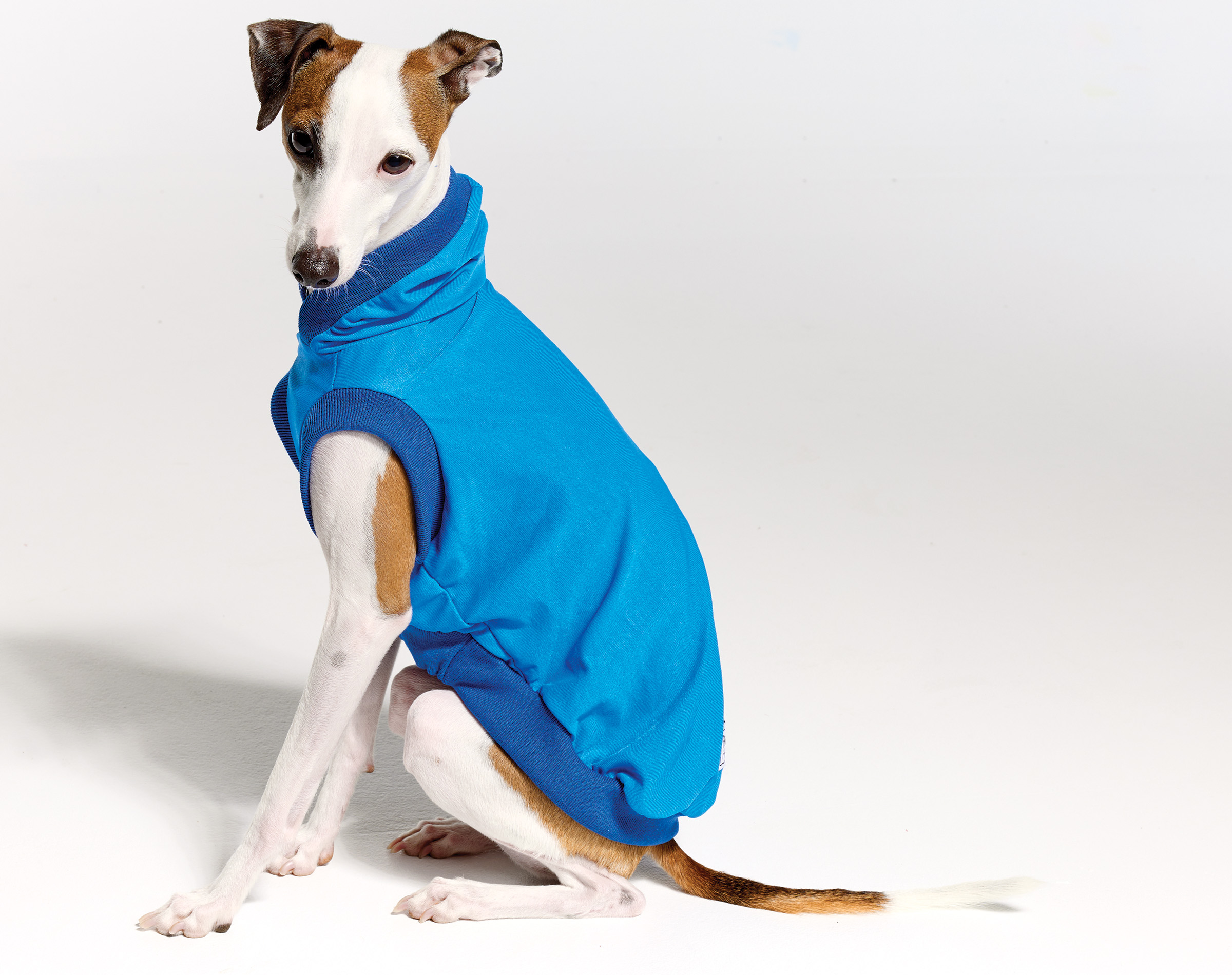 Italian Greyhound Clothing & Iggy Clothing at Royal Hound Clothing