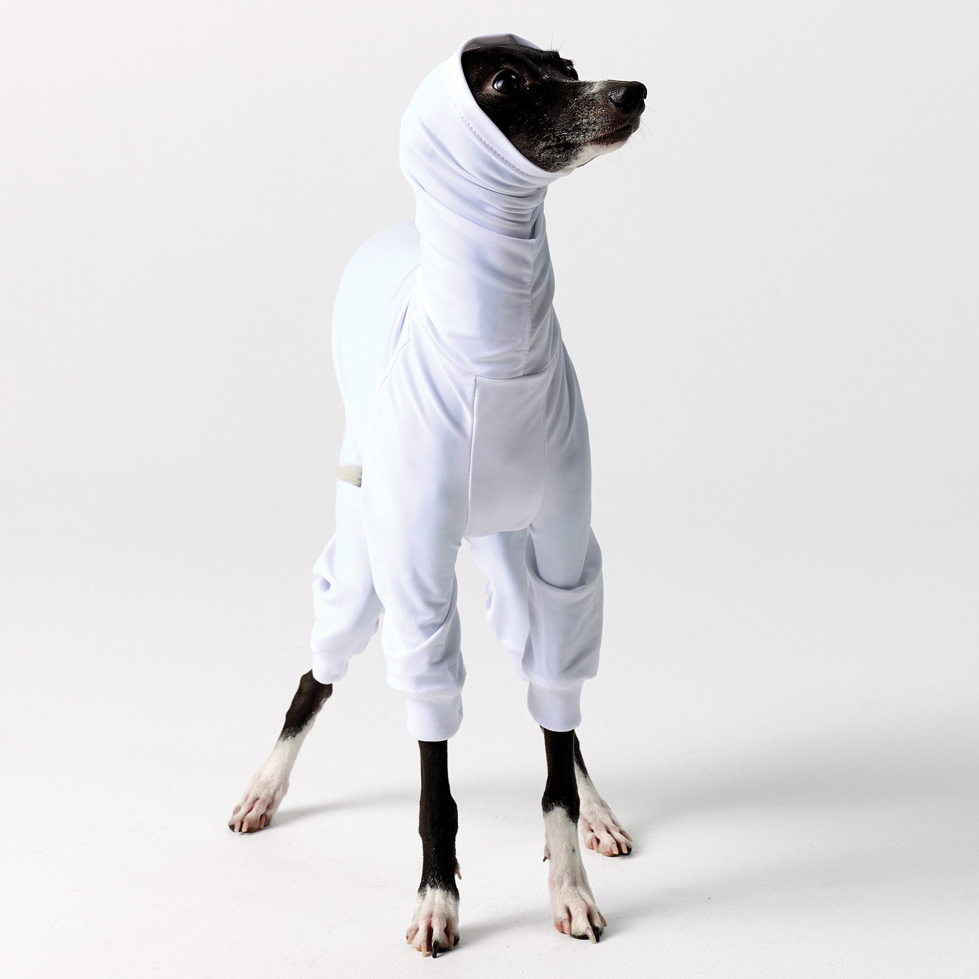 UV Suits for Italian Greyhound & Whippets | Royal Hound