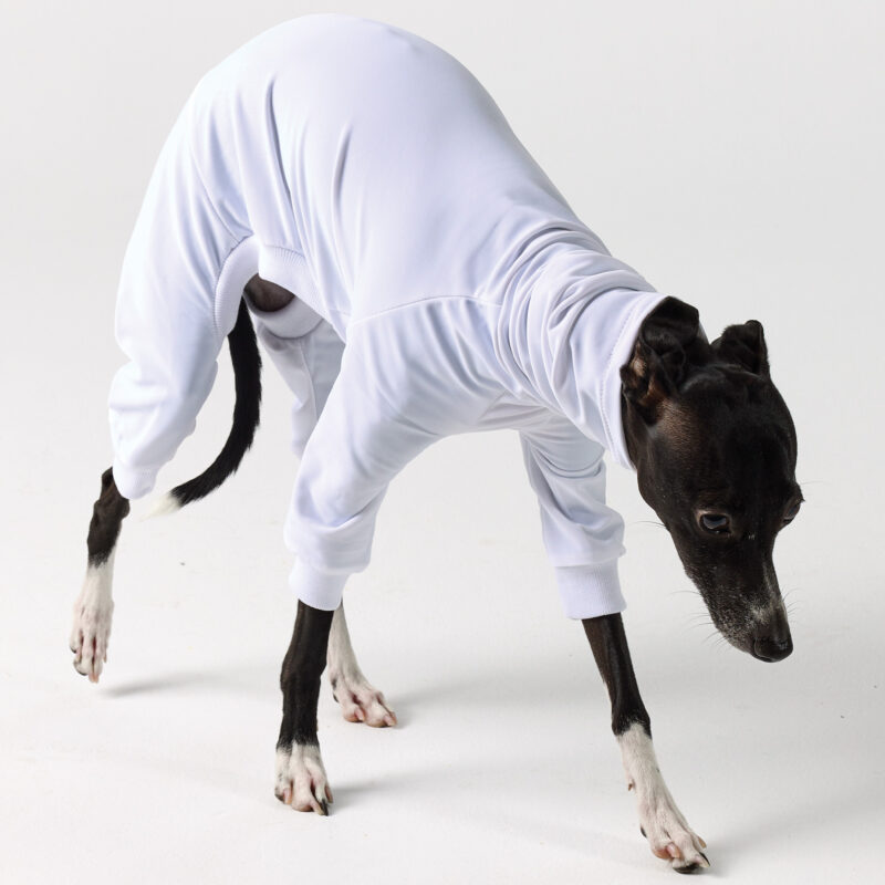 UV Suits for Italian Greyhound & Whippets | Royal Hound