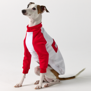 Italian Greyhound Clothing | Whippet Clothing