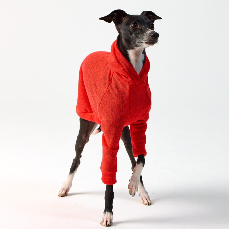 Italian Greyhound Clothing & Whippet Clothing