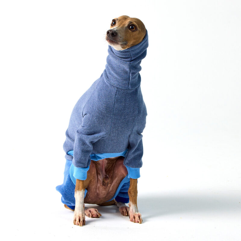 Italian Greyhound Clothing & Whippet Clothing | Royal Hound Melbourne