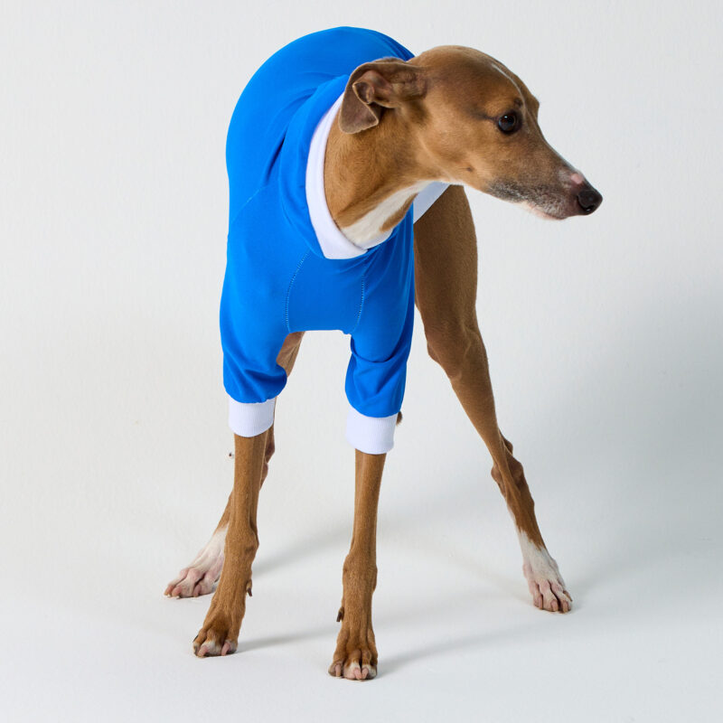 Italian Greyhound & Whippet Clothing | UV Suit