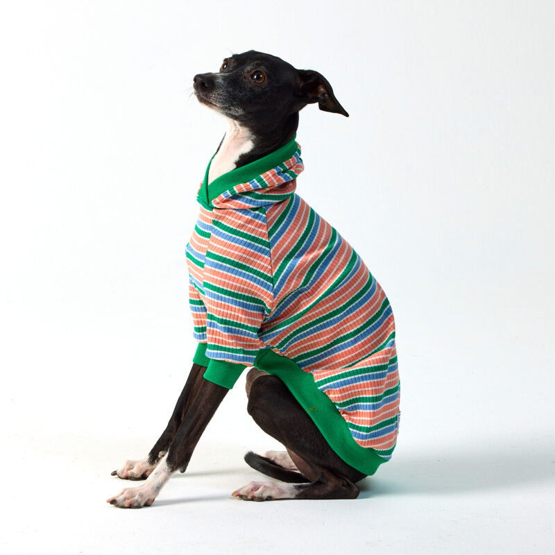 Italian Greyhound Clothing